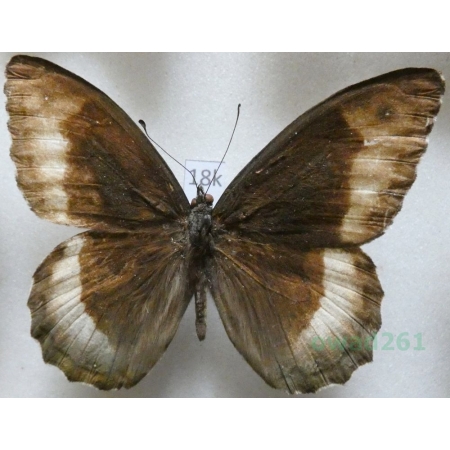 Hipparchia syriaca (Staudinger, 1871) male Croatia18k